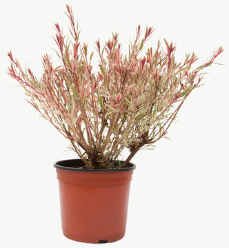 Gaura tricolor plant in tile-colored flowerpot on isolated white background, selective focus shot.