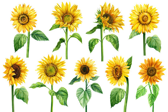 Yellow flower illustration, Common sunflower Drawing Illustration, sunflower,  sunflower, sticker png | PNGEgg
