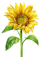 Sunflower isolated on white background, watercolor botanical illustration, hand drawing, flower and leaves