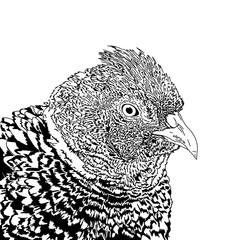 Black and white drawing of a Chinese ring-necked pheasant. Illustration of a bird in a square format.

