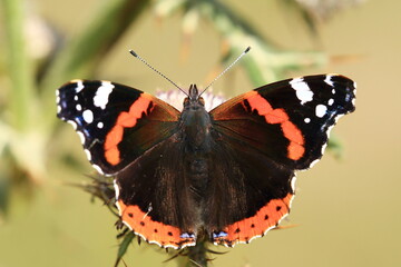 Rad admiral (Vanessa atalanta), colorful butterfly 