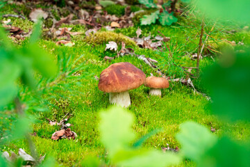 Beautiful fresh Edible Mushrooms, porcini mushrooms in the woods.
