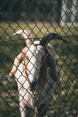 Ziege hinter Maschendrahtzaun