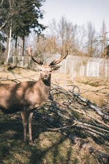Hirsch in einem Wildpark am Abend