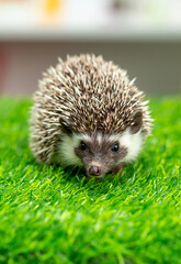 The hedgehog runs on the grass. A happy animal on a green background looks at the screen. Wild animal on the green lawn free.