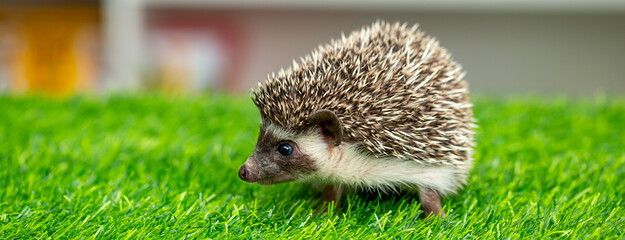 The hedgehog runs on the grass. A happy animal on a green background looks at the screen. Wild...