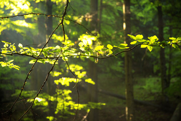 Beautiful colourful forest with sunbeams. Relax and free time. Healthy lifestyle. 