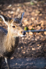 Closeup Foto Reh im Abendsonne
