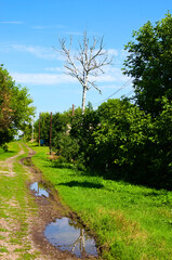 Fototapeta na wymiar Beautiful summer landscape in a village in Ukraine. The mud and puddles after a rain on a country road in small village. Simple village dirt road in Ukrainan village