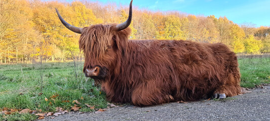 scottish highland cow in a field