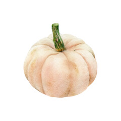 Watercolor small pale pink pumpkin illustration isolated on white background. Porcelain Doll pumpkin. Cucurbita. Hand-drawn autumn vegetable for recipes, cards, decoration