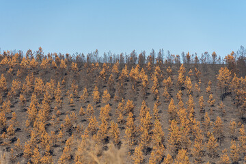 burned trees after forest fire