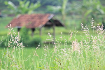 Weeds at rice fields