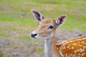 Spotted deer on green field. The chital or cheetal, also known as spotted deer or axis deer. White-tailed spotted baby deer eating grass on an open field