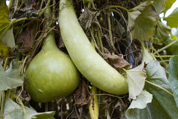 
Calabash (Lagenaria siceraria), also known as bottle gourd, white-flowered gourd, long melon, is a...