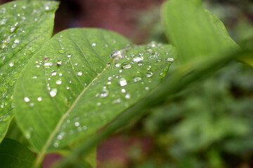 Selective focus of water raindrops on green leaf with nature blurred background.