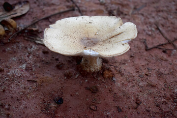 Close-up of a termite mushroom on the ground in the forest in the countryside of Thailand.