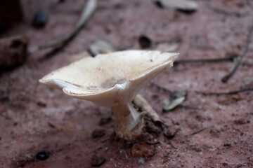 The side view picture of  Termite Mushroom in the forest in the countryside of Thailand.