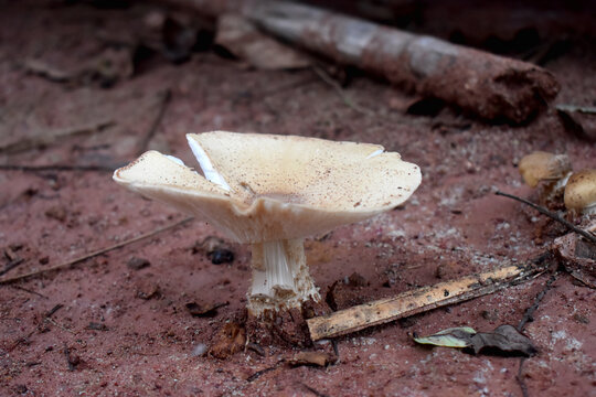 The side view picture of a Termite Mushroom in the forest in the countryside of Thailand.