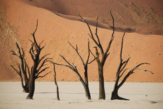 sihouette of dead trees in the desert of Sossusvlei, Namibia, Africa