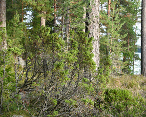 Obraz premium Finnish forest