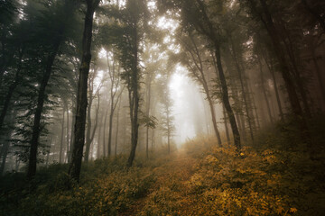 autumn colors in misty forest