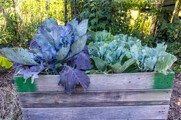 Wooden garden bed with cabbage plant with its huge leaves bitten by insects against green vegetation in the background, sunny day. Concept of pest in bio, biological and natural cultivation at home