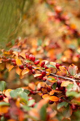 autumn background with orange leaves. red berries. Cotoneaster bush