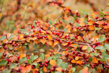 autumn background with orange leaves. red berries. Cotoneaster bush