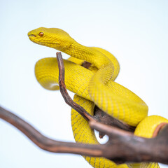 Beautiful Yellow Viper Snake In close Up