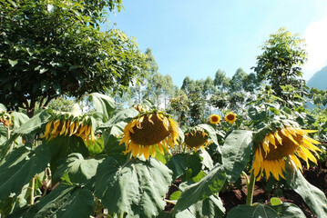 beautiful view of sunflower garden ready to be harvested in spring