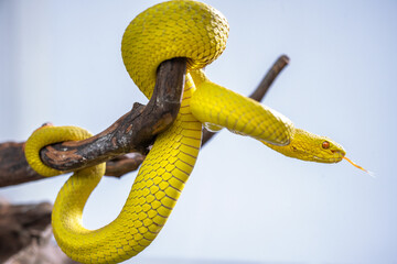 Beautiful Yellow Viper Snake In close Up