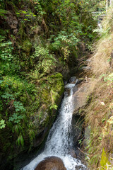 Waterfall in the Black Forest, with trees, rocks and ferns