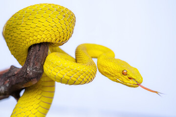 Beautiful Yellow Viper Snake In close Up