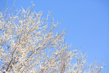 White flowers bloom in the trees. Spring landscape with blooming sakura tree. Beautiful blooming garden on a sunny day. Copy space for text.