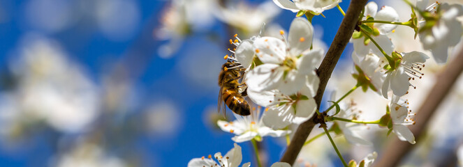 Bee on a flower of the white cherry blossoms. White flowers bloom in the trees. Spring landscape with blooming sakura tree. Beautiful blooming garden on a sunny day. Copy space for text. © Vera