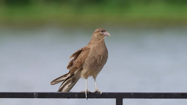 Wild chimango caracara, milvago chimango perching on the metal handrail, looking up staring at the sky patiently waiting for potential preys in the wilderness.