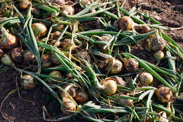 Onions from Toten by Lake Mj&oslash;sa,, Norway, a summer morning of August 2022.