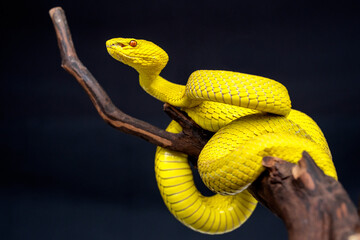 Beautiful Yellow Viper Snake In close Up