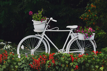 Fototapeta na wymiar A decorative white bicycle with flower pots surrounded by flower beds. White bicycle in a green garden. Selective focus