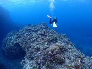 広がるサンゴをダイブ・石垣島の海底