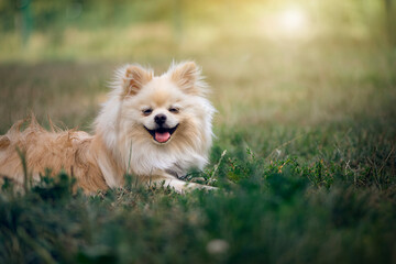 A baby pomeranian lying in the grass