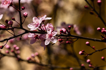 Cherry blossom flower in blooming with branch