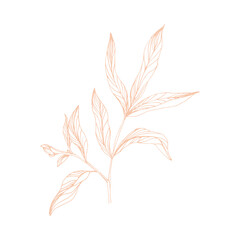 Fototapeta na wymiar Sketch Flower Line art Hand Drawn Illustration. 