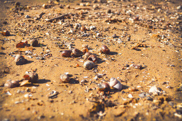 Golden sandy beach. Hundreds of shells lie on the bank of a drying up river - heat, drought, summer water landscape. Dry river, animals, wildlife. Background, postcard, wallpaper