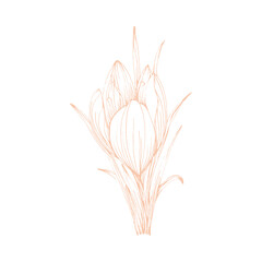 Sketch Flower Line art Hand Drawn Illustration.
