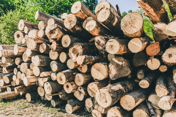 sawn oak trunks lie stacked side by side on the ground firewood raw materials