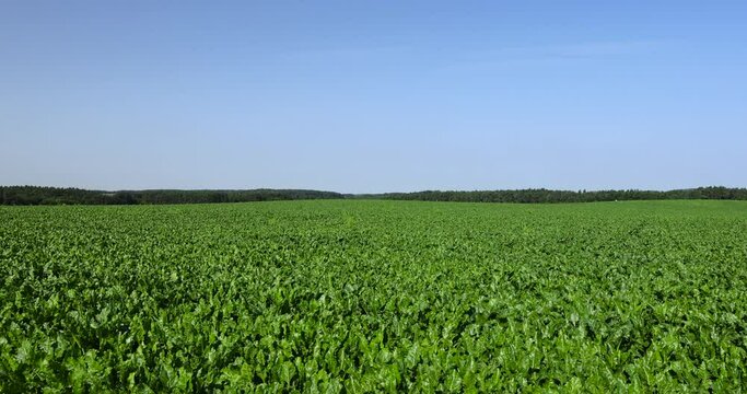 Growing beets in an agricultural field, beets in a field that is used for cooking and in industry