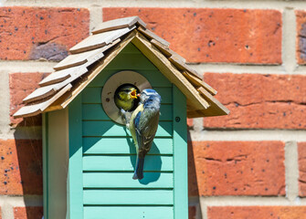 Blue tit box