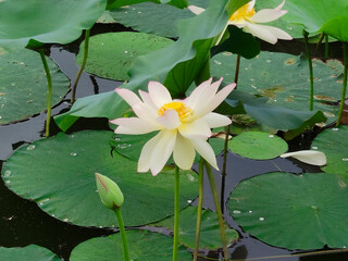 Lotuses in the lake. Lotuses in the Krasnodar Territory.